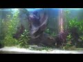 Meu aquário plantado comunitário. A qualidade do vídeo realmente deixa a desejar. É a prova que não é preciso gastar muito para se possuir um plantado. FIltragem externa e interna, iluminação: duas lampâdas econômicas 25W e uma azul para aquário marinho. Sem substrato fértil ou adição de Co2. 