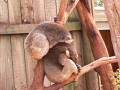 videos de Koalas