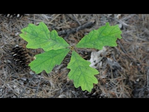 how to transplant cedar saplings