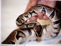 Ball Python nailed to a pole