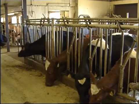 Katso video