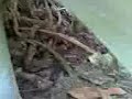 satans-son-camuz-documetary-on-everything.html