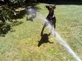 Dobermanns with Hose