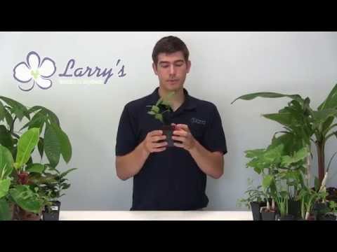 how to grow tea