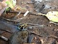 Dendrobates Ventrimaculatus ou Dendrobate � ventre tachet�.