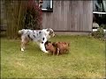 chiot boxer 6 sem