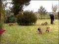 Bóxer video
