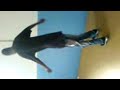 session de pa danchall