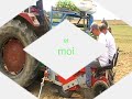 plantation de choux