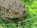 Close-up Bufo Bufo