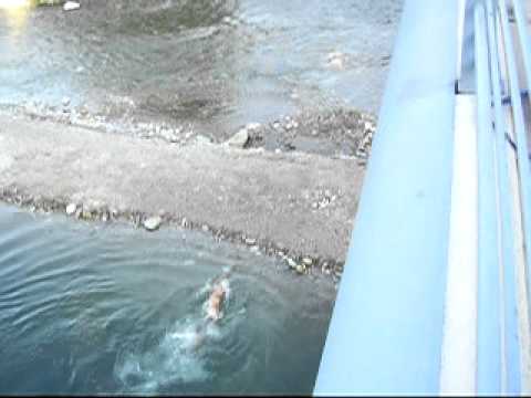 bridge jumping cuneo