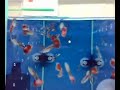 Guppy-Blue Variegated Guppy-Blue Variegated