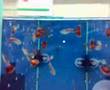 Guppy-Blue Variegated