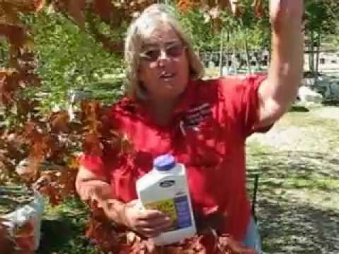 how to fertilize flowering trees