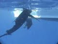 Sailfish