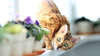 How to Identify a Bengal Cat - Taking Care of Cats