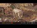 Zebra numbers increase at the waterhole