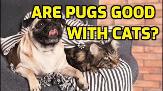 Can Pugs And Cats Live Together?