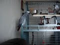 Vaskur Africangrey dancing to Ultra Mega Technobandiš Stefįn Vaskur Africangrey dancing to Ultra Mega Technobandiš Stefįn