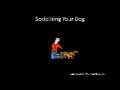 Dog Training: Stop Dog Barking Behavior