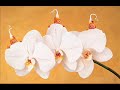 Anne Geddes Angels song
