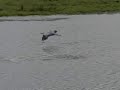 landing blue heron
