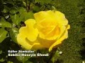 G�ller S�mb�ller - H�seyin Sebilci - zikrullah.com