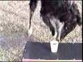 Borzoi video