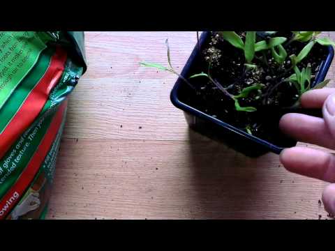 how to transplant small plants