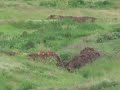 Long Range Shooting