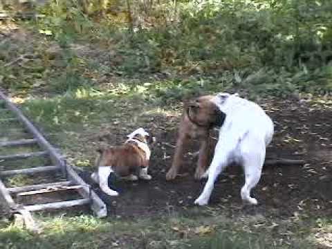 bullmastiff