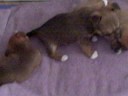 puppy1 for mom puppy1 for mom