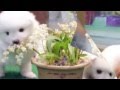 Puppies!!