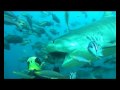 Simpson at Seven - Shark Dive pt 3