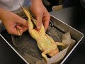 Frog Dissection Frog Dissection