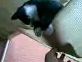 menace on shadecloth.3gp