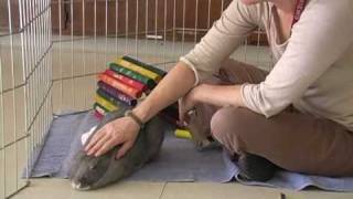 Is A Rabbit The Right Pet For You?  A Video By The Marin Humane Society