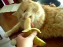 willow banana again willow banana again