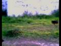 videos de Meus Dogs