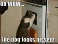 Daft Catz