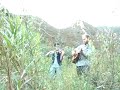 Horse Feathers - Curs In The Weeds (Homemade video)