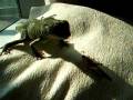 videos de Andromeda hunting locust