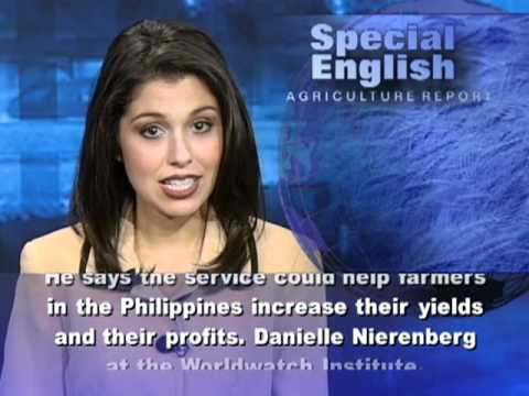 how to fertilize rice plant