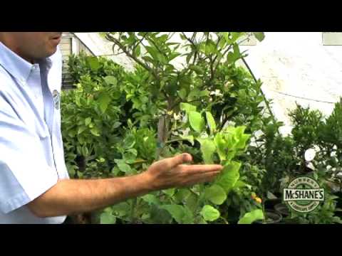 how to fertilize dwarf lemon tree