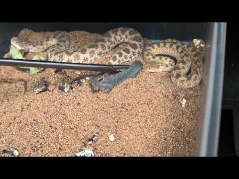 YouTube reptile video