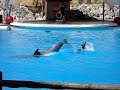 Dolphinshow Connyland Switzerland