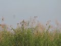 MVI_0445.MOV Baya Weavers in the Reeds Magori Beel Dibru/Shaikowa 211209