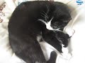 süße dumme Katze Katzenbaby Amy
