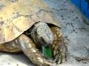 Testudo graeca ???, Morocco Testudo graeca ???, Morocco