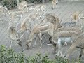 Zoologico de Buenos Aires - bambis Zoologico de Buenos Aires - bambis